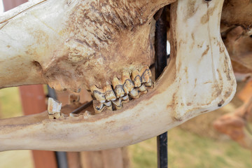 Buffalo skeleton consists of mouth and jaw teeth.