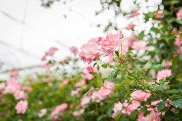Obraz na płótnie Canvas bunch of roses in the Greenhouse garden
