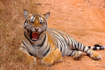 Tiger- Chandi female cub, Panthera tigris, Umred-Karhandla Sanctuary, Maharashtra