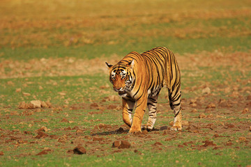 Fototapeta na wymiar Tiger- Pacman, Panthera tigris, Ranthambhore Tiger Reserve, Rajasthan