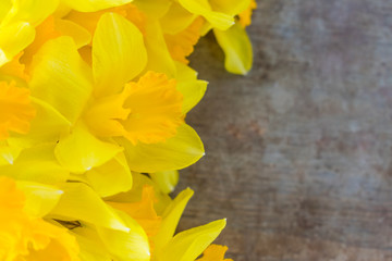 Top view of bright yellow daffodils on old rustic vintage wooden background, spring or easter flower concept