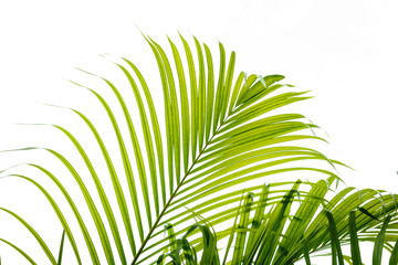 Palm leaf isolated on white