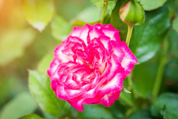 Close up of pink rose on a bush in a garden