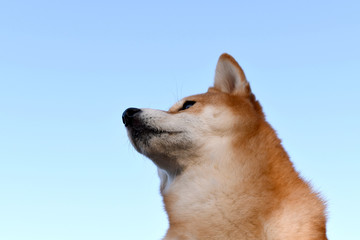 柴犬・青空