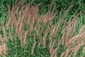 grass in the field