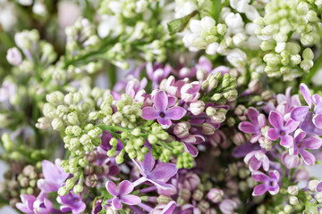 Macro image of spring violet lilac flowers, abstract soft floral background.
