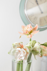 Flowers in big glass vase. Beautiful Blossoms of Amaryllis flower. Wild flowers - Hippeastrum. Vintage background
