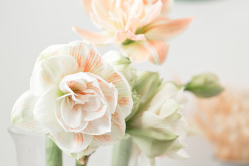 Flowers in big glass vase. Beautiful Blossoms of Amaryllis flower. Wild flowers - Hippeastrum. Vintage background