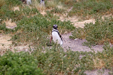 The Magellanic penguin (Spheniscus magellanicus) at Punta Tombo in the Atlantic Ocean, Patagonia, Argentina