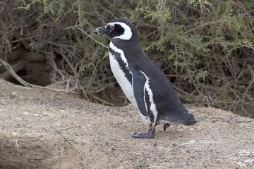 Fototapeta premium The Magellanic penguin (Spheniscus magellanicus) at Punta Tombo in the Atlantic Ocean, Patagonia, Argentina