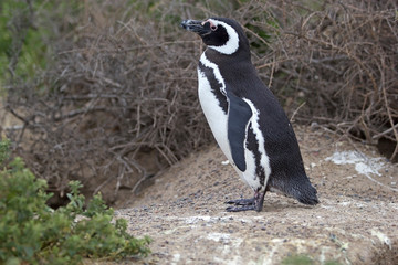 Obraz premium The Magellanic penguin (Spheniscus magellanicus) at Punta Tombo in the Atlantic Ocean, Patagonia, Argentina