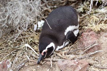 Fototapeta premium The Magellanic penguin (Spheniscus magellanicus) at Punta Tombo in the Atlantic Ocean, Patagonia, Argentina
