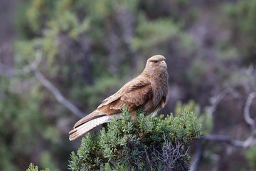 Chimango caracara (Phalcoboenus chimango) Patagonian bird of prey, Argentina