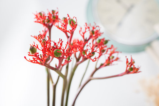 Jatropha podagrica is a species of plants known by several English common names, including bottleplant shrub, gout plant, Guatemalan rhubarb, and goutystalk nettlespurge.