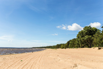 beach with forest