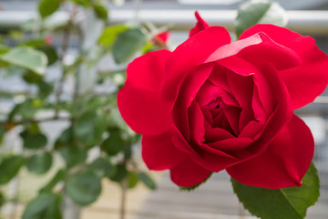 Rose of Red