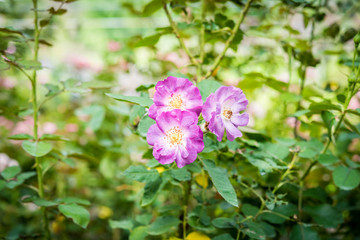 Obraz na płótnie Canvas Close up of rose on a bush in a garden