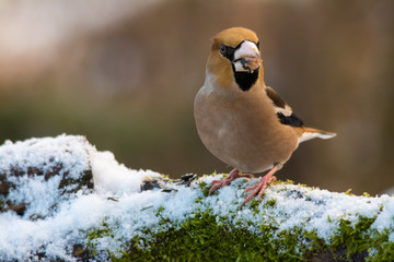 Wildlife photo - hawfinch on old trunk with snow and moss in Danubian wetlands, Slovakia forest, Europe