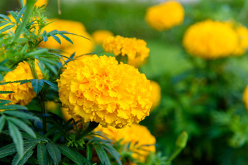 marigold flowers in the garden.