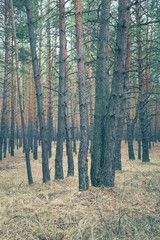 Trees in autumn pine forest