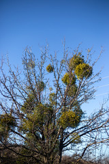 Parasitic European mistletoe or common mistletoe Viscum on the tree.