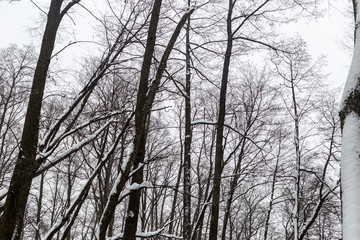 Fototapeta na wymiar Trees in the winter forest