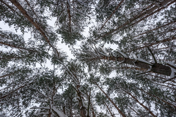 Tops of pine trees in snow