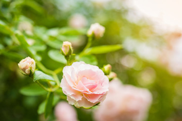 Close up of rose on a bush in a garden
