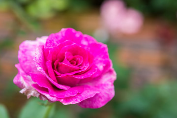 Close up of pink rose on a bush in a garden