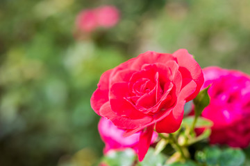 Close up of red rose on a bush in a garden