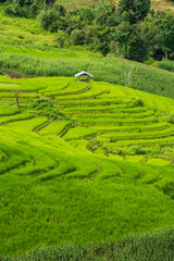 Terraced rice fields at Pa pong Pieng in Chiang Mai, Thailand