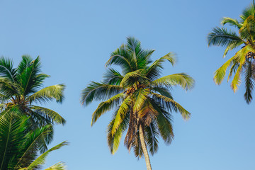 Obraz na płótnie Canvas Palm trees against blue sky, Palm trees at tropical coast, vintage toned and stylized, coconut tree,summer tree ,retro