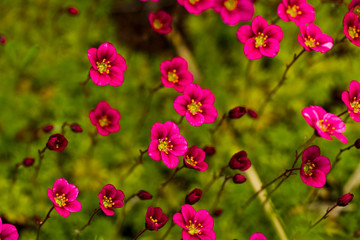 Obraz na płótnie Canvas Red flowers against the background of grass