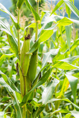 Obraz premium Green corn field