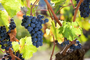 Raisin noir dans les vigne au soleil