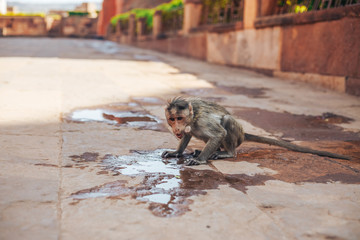 Monkey drinking water in the puddles on the road