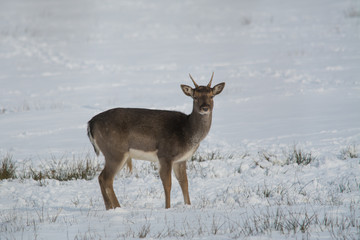 Wildlife photo - fallow deer on snowy meadow, little Carpathian, Slovakia forest, Europe