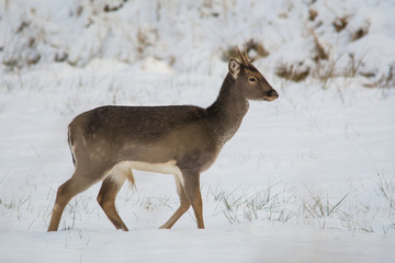 Fototapeta premium Wildlife photo - fallow deer on snowy meadow, little Carpathian, Slovakia forest, Europe