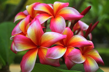 Fototapeta premium Plumeria Frangipani Pink Yellow