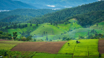 corn fields at Pa pong Pieng in Chiang Mai, Thailand