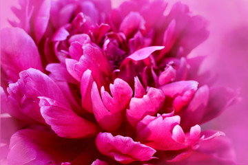 Pink peony