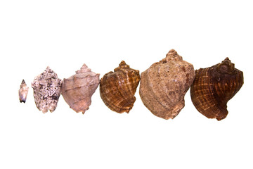 shell isolated on white background