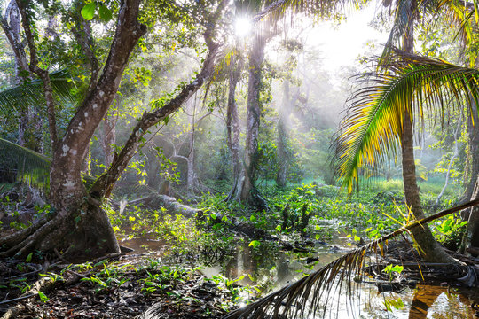 Fototapeta Jungle in Costa Rica