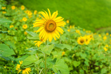 Fototapeta premium Sunflower on the mountain