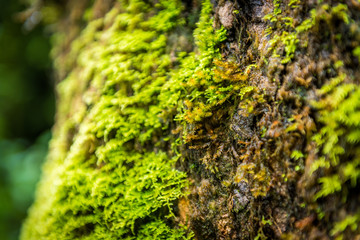 Close up green moss on old tree