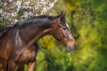 Bay horse portrait in spring blossom tree