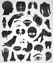 Human body parts vector icon.