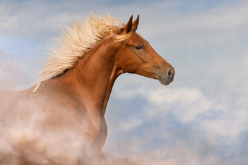 Obraz na płótnie Canvas Red stallion portrait against blue sky