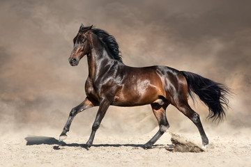 Bay horse in dust run fast in desert dust