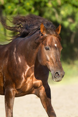 Red horse with long mane run free